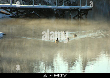 Geese on the lake on misty winter morning Stock Photo