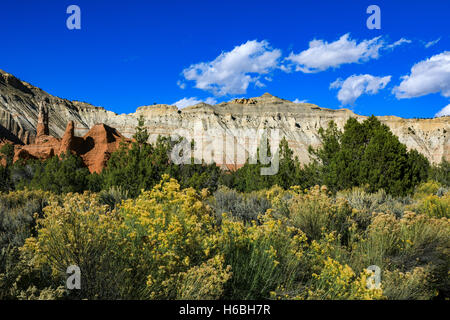 The sunlight lights up a the yellow blossoms of rabbbitbrush in the foreground at Kodachrome Basin State Park, Utah, USA Stock Photo