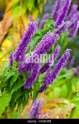 Mint bush, Elsholtzia stauntonii, autumn garden border october flowers Stock Photo