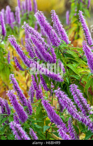 Mint bush Elsholtzia stauntonii, autumn garden flowers Stock Photo