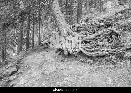 High Tatras - The tourist way and big root.