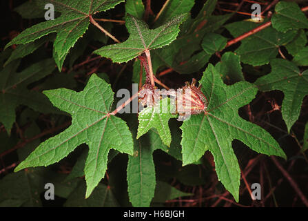 Family: Malvaceae, Hibiscus sp. - calyx and epicalyx. A climbing Hibiscus with hooked prickles on the stem.. Stock Photo