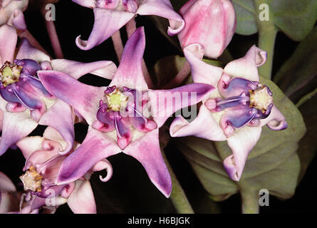 Crown Flower, Akund. Calotropis gigantea Family: Asclepiadaceae ...