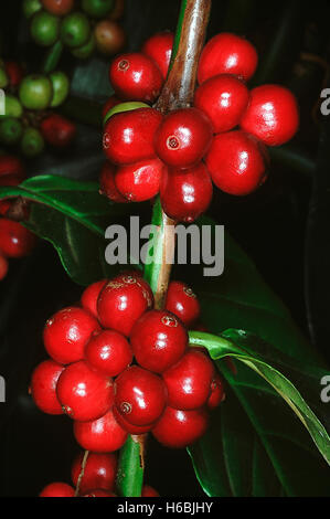 Coffee berries. Family: Rubiaceae. The coffee berries are harvested when ripe and the seeds in the berries ('beans') are dried Stock Photo