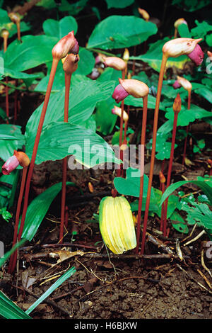 Aeginetia Indica. Family: Orobanchaceae. A leafless root parasite which is only seen when it puts up its flowers for a brief period Stock Photo