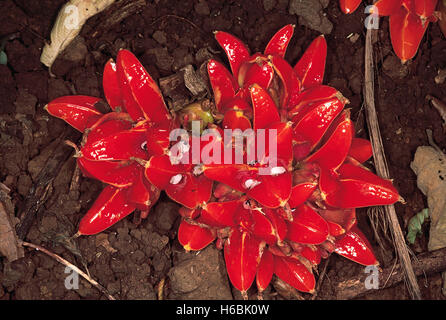 Family: Zingiberaceae. From the same family as the ginger, this plant has brightly coloured fruit which develop at ground level Stock Photo