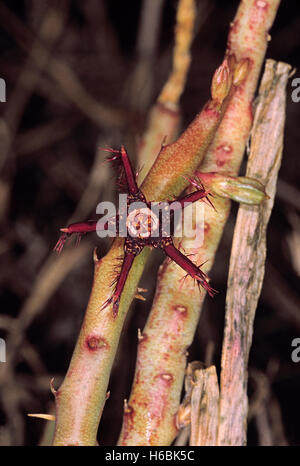 Caralluma Fimbriata. Family: Asclepiadaceae. A small leafless succulent herb which grows on dry rocky hills. Its stem is edible. Stock Photo