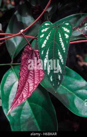 A delicate climber found in evergreen forests. Its leaves are red on the lower surface and variegated/patchy on the upper surface Stock Photo