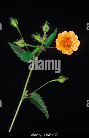 A stiff herb. Sida sp. Family: Malvaceae. The leaves are eaten by cattle and brooms are made out of the entire plant. Stock Photo