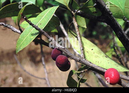 Fruits. Nothopegia sp. Family: Anacardiaceae. A small tree with leaves resembling the mango leaf. The fruit is sweet and pulpy Stock Photo