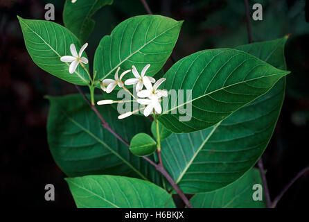 Flower. Holarrhena Antidysenterica. Family: Apocyanaceae. A small tree which is very useful medicinally. An extract of the root Stock Photo