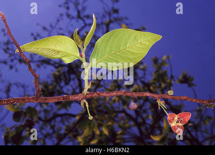 話題の人気 Miliusa hi-res stock photography and images - Alamy 木工、竹工芸