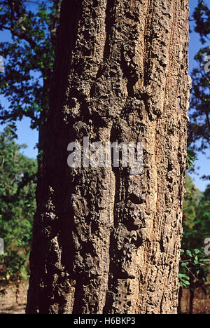 Blossoming Sal Tree, Shorea robusta, also known as sakhua or shala tree ...