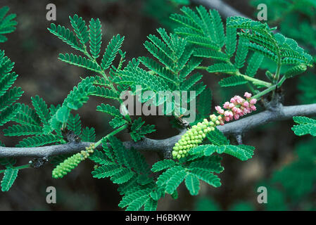 Flowers.Dichrostachys Cinerea. Family: Mimosaceae. A small tree with interesting flowers. The wood is used to make walking stick Stock Photo