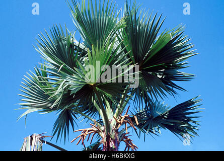 Cron with leaves. Borassus Flabellifer. Palmyra palm. Family: Arecaceae. A tall, slow growing, long-lived, fan-leaf palm. The pa Stock Photo
