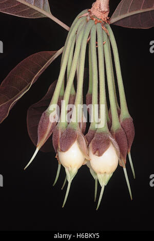 Close up of flowers. Madhuca Longifolia Var Latifolia. Mahua tree. Family: Sapotaceae. A large deciduous tree Stock Photo