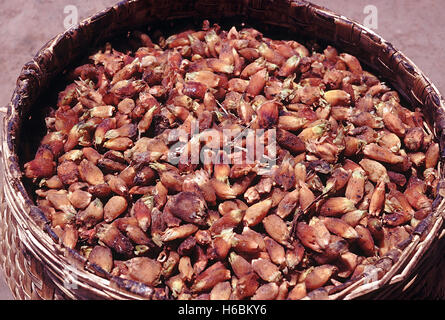 Freshly collected flowers in a basket. Madhuca Longifolia Var Latifolia. Mahua tree. Family: Sapotaceae. A large deciduous tree. Stock Photo