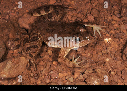 Occidozyga Cyanophlyctis. Indian skipping frog. A medium sized frog usually found in or immediately adjacent to water Stock Photo