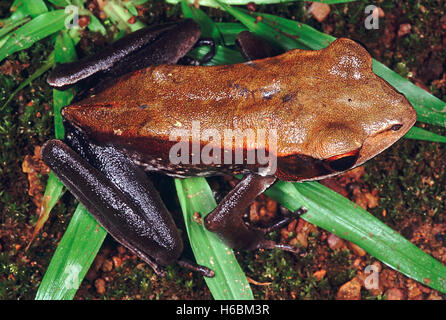 Rana Curtipes. Bicoloured frog. A forest frog which produces large reddish brown tadpoles that develop in forest streams. Stock Photo