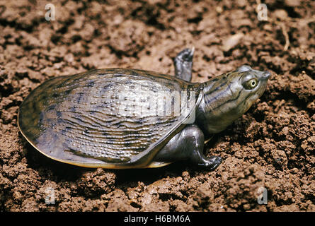 Lissemys Punctata. Indian Flapshell turtle. This turtle has a leathery carapace. It is found in ponds, rivers and lakes Stock Photo