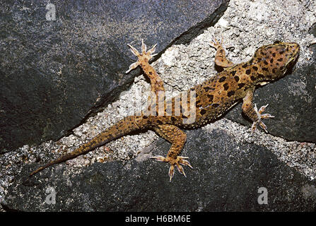 SPOTTED LEAF-TOED GECKO, Hemidactylus Maculatus.A large gecko usually found on cliffs, forts, old buildings, caves and tanks. Stock Photo