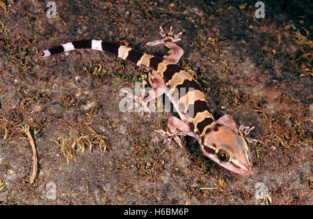 SPOTTED LEAF-TOED GECKO, Hemidactylus Maculatus. A large gecko usually found on cliffs, forts, old buildings, caves and tanks. Stock Photo