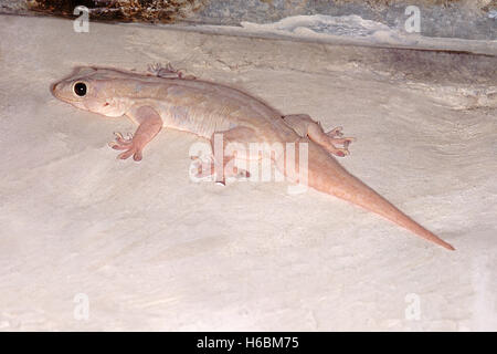 YELLOW-BELLIED HOUSE GECKO, Hemidactylus Flaviviridis. Common gecko, usually found in houses. Stock Photo