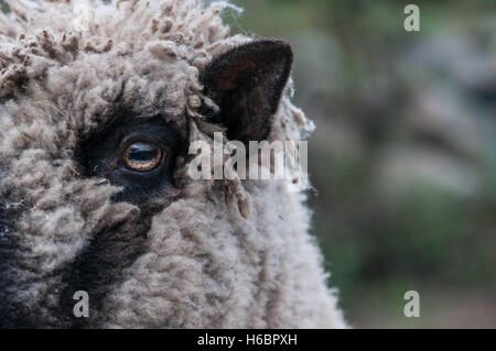 Closeup of a black-faced sheep's eye looking at the viewer. Stock Photo