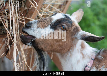 A juvenile goat eats hay from a feeder on a farm. Stock Photo