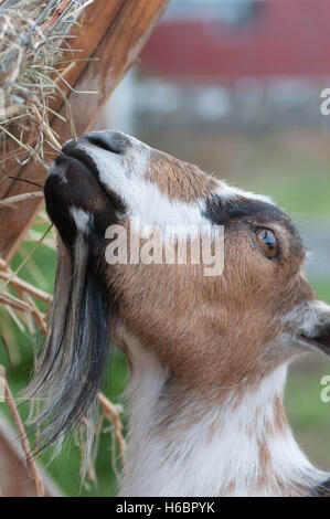 A juvenile goat eats hay from a feeder on a farm. Stock Photo