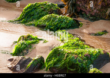 A landscape image of green seaweed on rocks Stock Photo