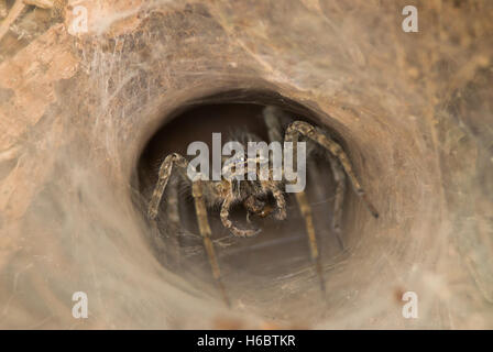 Indian Funnel spider waits for its prey Stock Photo