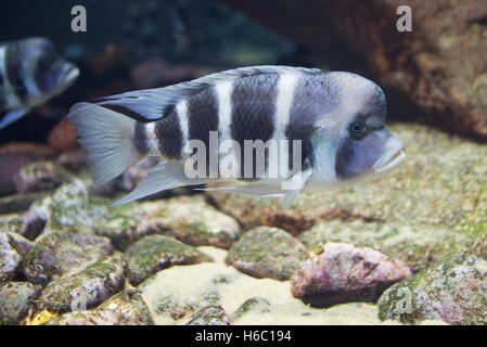 close up on tropical Cyphotilapia frontosa fish Stock Photo
