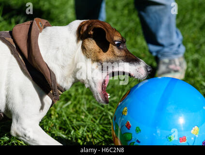 Funny dog biting big toy ball Stock Photo