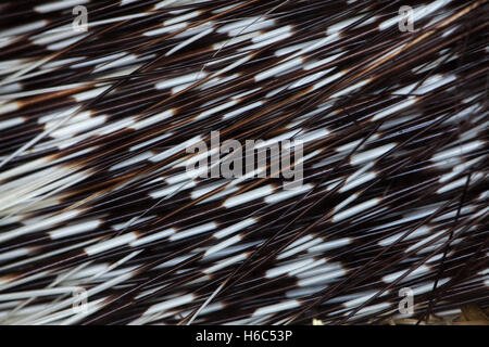 Porcupine quill native hi-res stock photography and images - Alamy