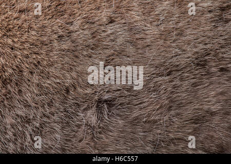 Domestic reindeer (Rangifer tarandus f. domestica), also known as the domestic caribou. Skin texture. Stock Photo