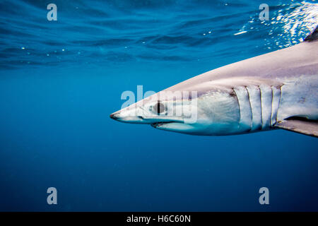 A wild Shortfin Mako shark or Isurus oxyrinchus swimming in the Pacific Ocean near San Diego, California. Stock Photo