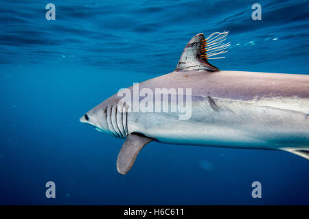 A wild Shortfin Mako shark or Isurus oxyrinchus swimming in the Pacific Ocean near San Diego, California. Stock Photo