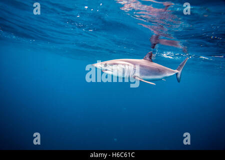 A wild Shortfin Mako shark or Isurus oxyrinchus swimming in the Pacific Ocean near San Diego, California. Stock Photo