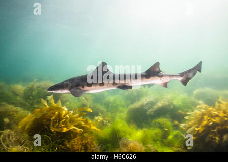 Wild Leopard Shark or Triakis semifasciata swimming in the Pacific Ocean on the coast San Clemente Island, California. Stock Photo