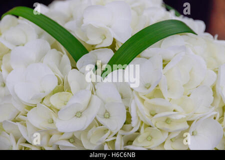 Hydrangea bouquet being used on a wedding day Stock Photo