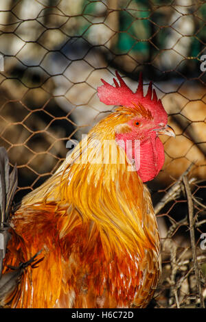 Hen standing on one leg Stock Photo