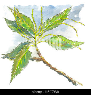 A Watercolor Illustration of a Chestnut tree branch with leaves. Stock Photo