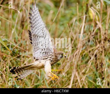 Kestrel (Falco tinnunculus) taking flight from reeds. Female bird of prey after a missed attempt to catch prey at Shapwick Heath Stock Photo