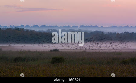 Shapwick Heath at dusk, with starling murmuration. Fog settling over wetland in Somerset, with the first starlings to arrive Stock Photo