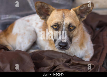 Portrait of cute stray dog with intent look that implores - Adopt me, please Stock Photo