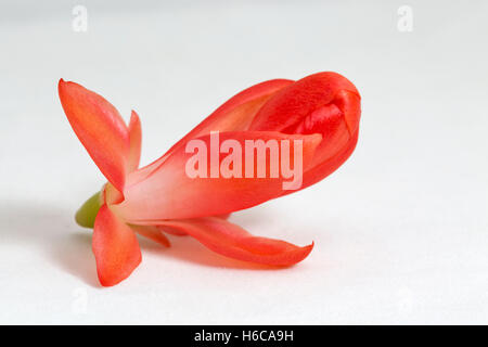 Beautiful pink Schlumbergera truncata flower, commonly known as Christmas Cactus. Closeup against white background with copy spa Stock Photo