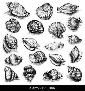 Big vector collection of sketched seashells isolated on white background. Hand-drawn sea animals set Stock Vector