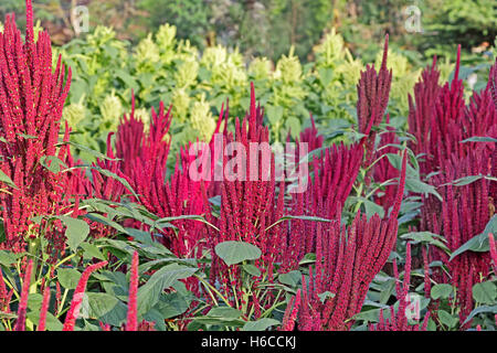 Indian red and green amaranth plants in field. Amaranth is cultivated as leaf vegetables, cereals and ornamental plants.