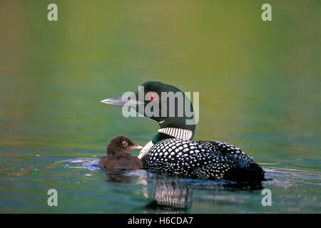 Common Loon or Great Northern Diver with  few day old chick, swimming in lake Stock Photo